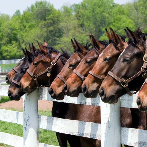 horse communicator